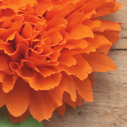 Easy to make crepe paper flowers for Day of the Dead