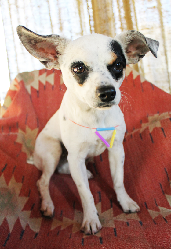 dog with cute paper straw necklace